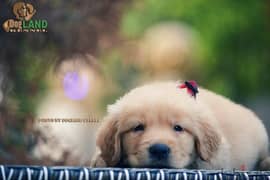 top quality of golden retriever puppies