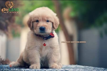 top quality of golden retriever puppies