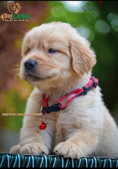 top quality of golden retriever puppies