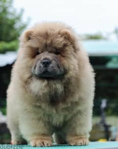 Chow chow cinnamon boy