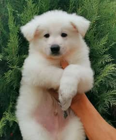 white Swiss shepherd girls from Russia