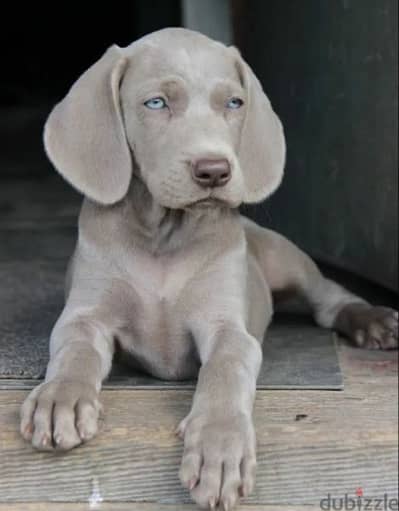 Weimaraner puppies From Russia