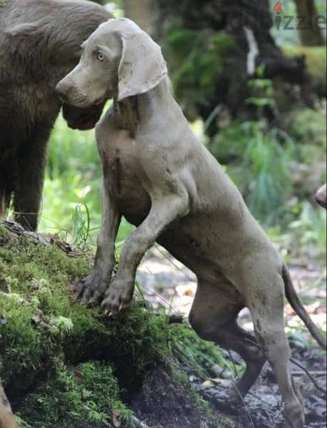 Weimaraner puppies From Russia 1