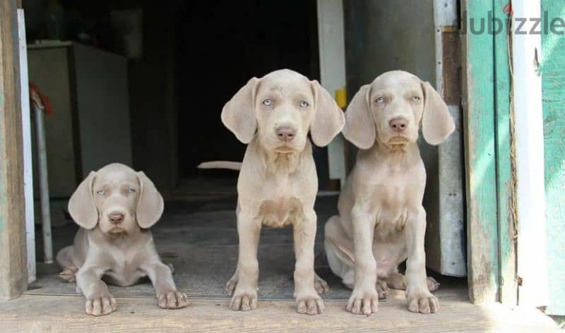 Weimaraner puppies From Russia 2