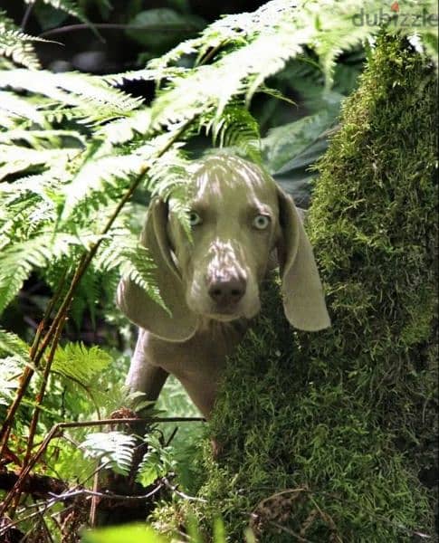 Weimaraner puppies From Russia 3