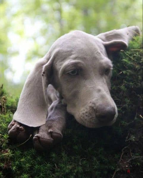 Weimaraner puppies From Russia 4