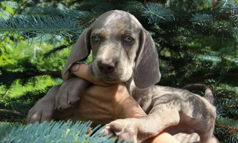 Weimaraner puppies From Russia 5