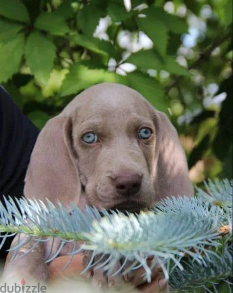 Weimaraner puppies From Russia 6