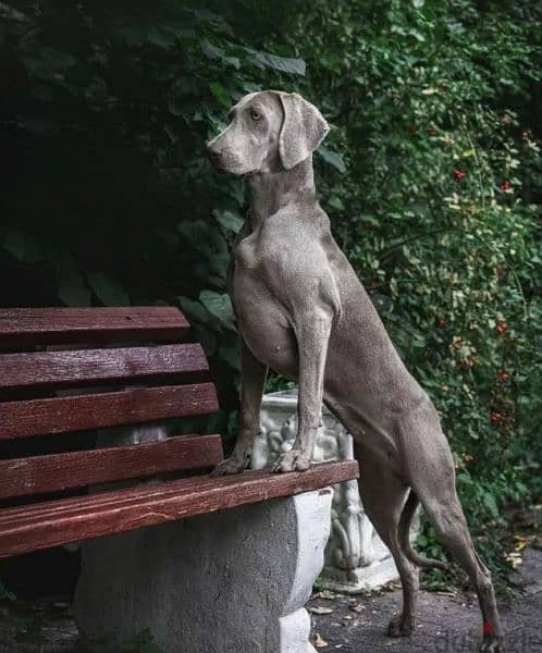 Weimaraner puppies From Russia 8