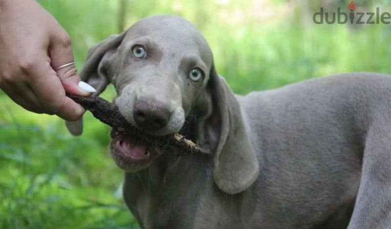 Weimaraner puppies From Russia 9