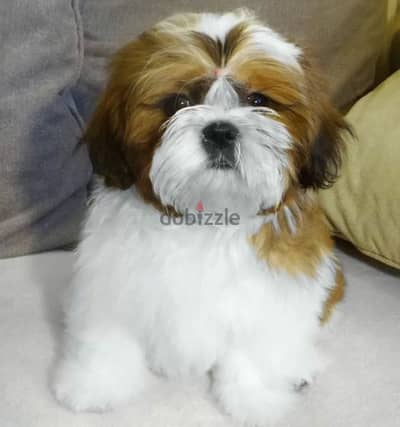 Shih tzu boy from Russia