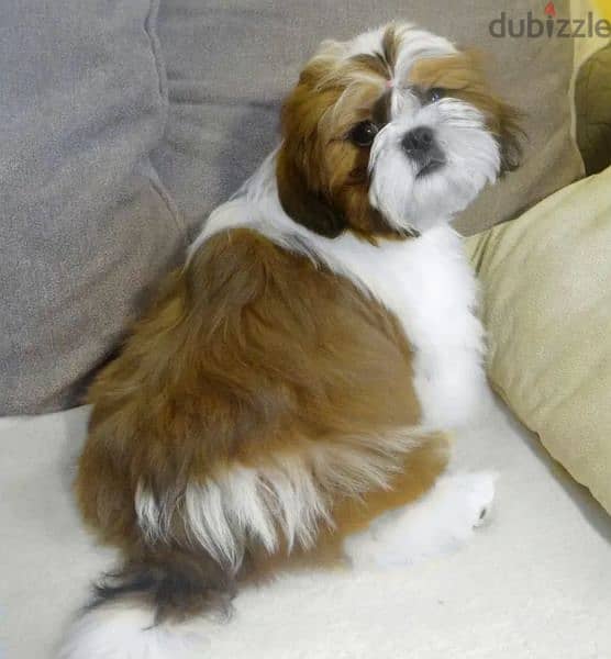 Shih tzu boy from Russia 1