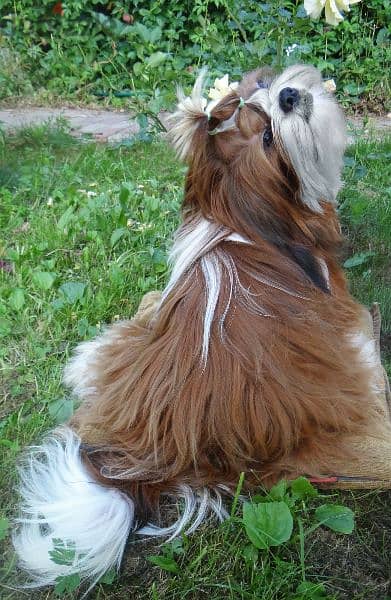 Shih tzu boy from Russia 2