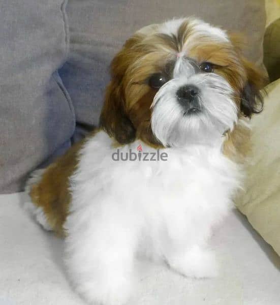 Shih tzu boy from Russia 3