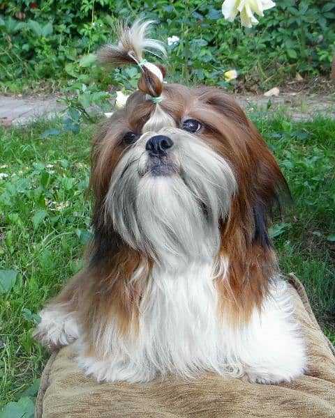 Shih tzu boy from Russia 4