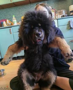 Tibetan mastiff female From Russia