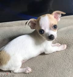 mini chihuahua مينى شيواوا