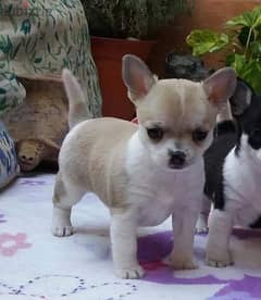 مينى شيواوا شورت Mini chihuahua short hair