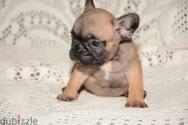 French Bulldog Puppies Imported parents