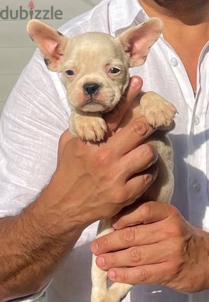 French Bulldog Female Puppy 0