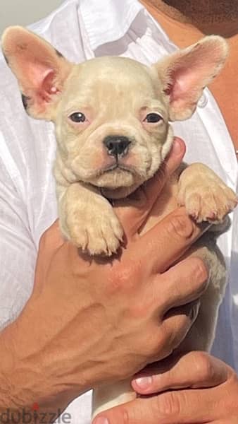 French Bulldog Female Puppy 2