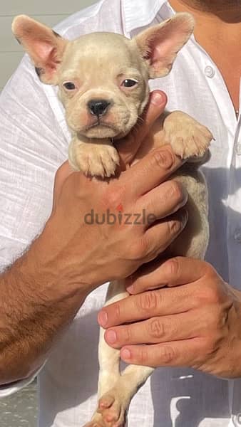 French Bulldog Female Puppy 3