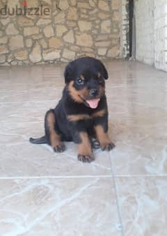 female Rottweiler  جرو روت