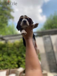 beagle dog for sale