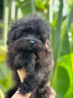 Mini dog Pomapoo