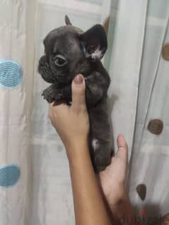 french bulldog