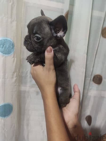 french bulldog 0