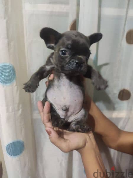 french bulldog 1