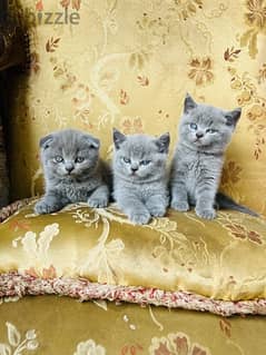 Scottish fold & straight imported parents