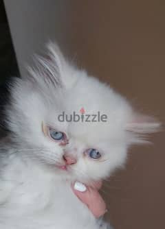 Female Himalayan orange pointed kitten قطة بنت هيمالايا اورانج 45 يوم