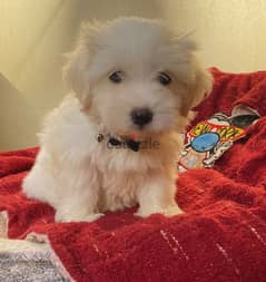 Maltese