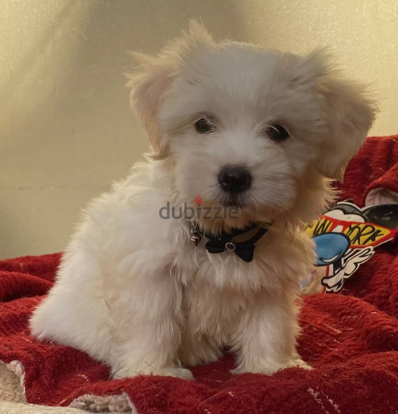 Maltese puppy 1