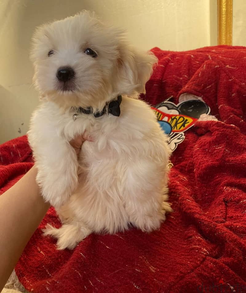 Maltese puppy 2