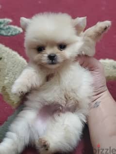 اطعم و أجمل جرو بومرانيان pomeranian 0