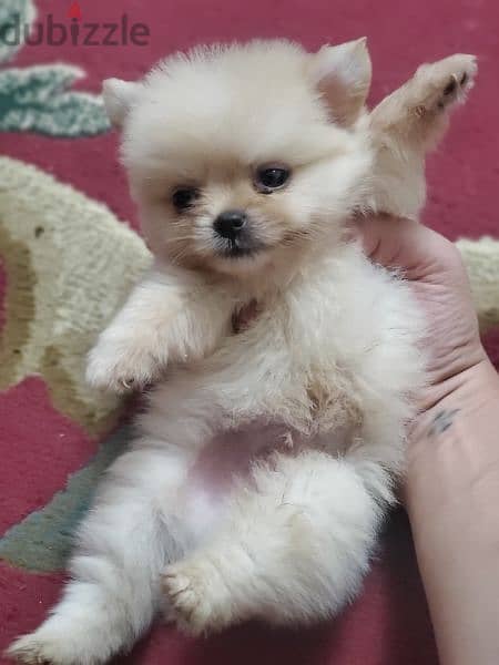 اطعم و أجمل جرو بومرانيان pomeranian 1