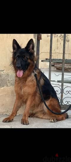 Female German Shepherd 0