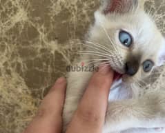 Rare breed of Mekong royal siamese 45 days 0