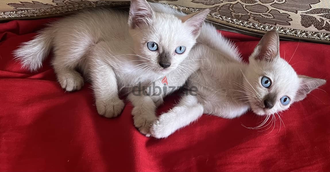 Rare breed of Mekong royal siamese 45 days 1