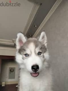 Husky dog