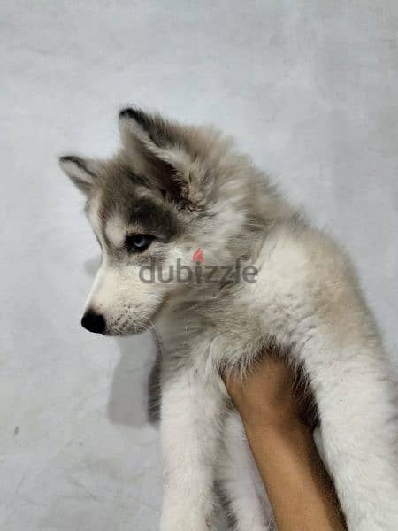 Husky dog 5