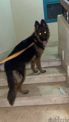 german shepherd for meeting only للزواج فقط