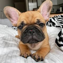 french bulldog puppies imported parents males