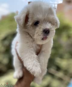 Havanese