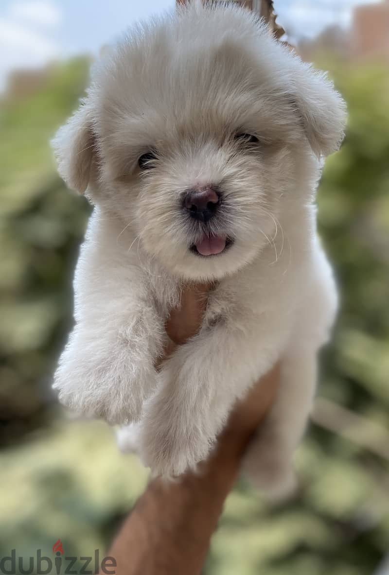 Havanese 1