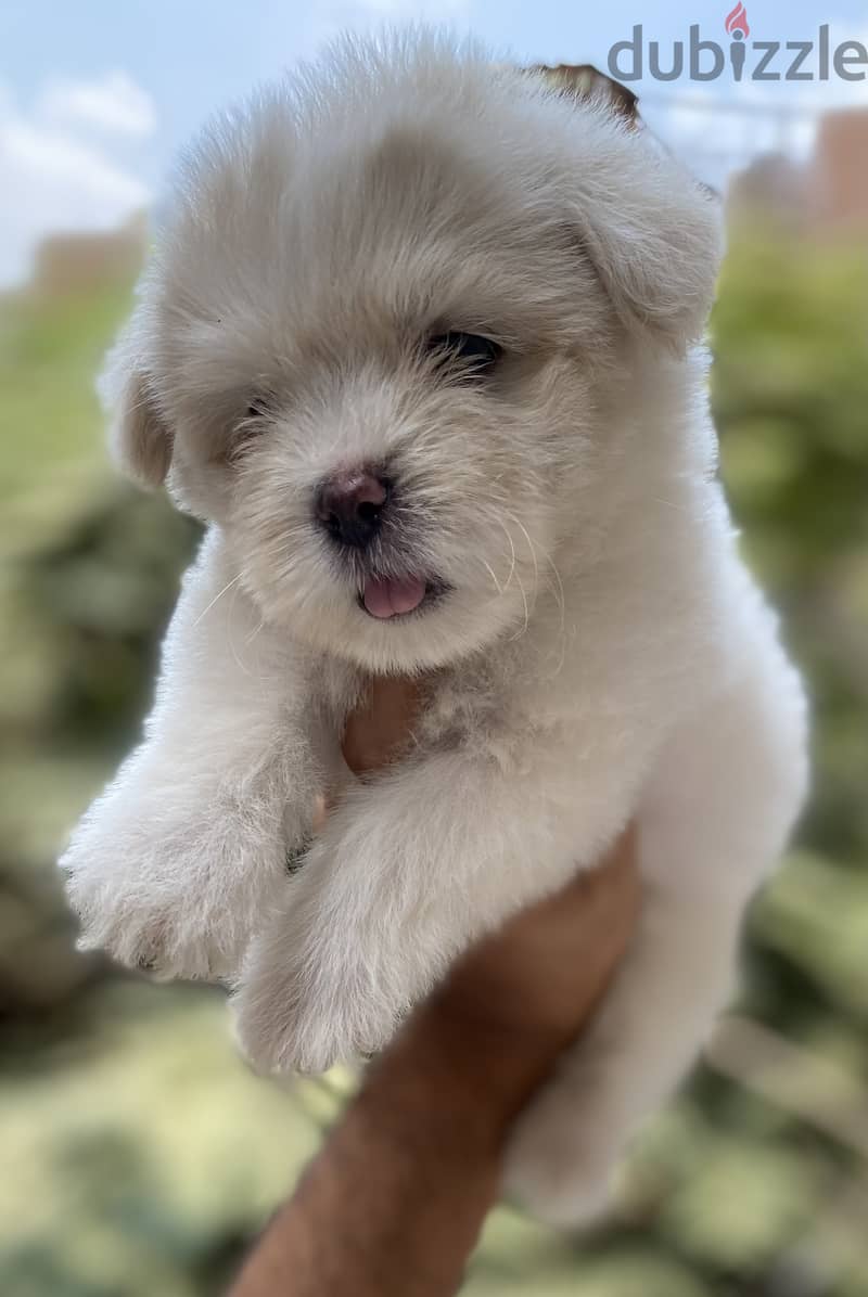 Havanese 2