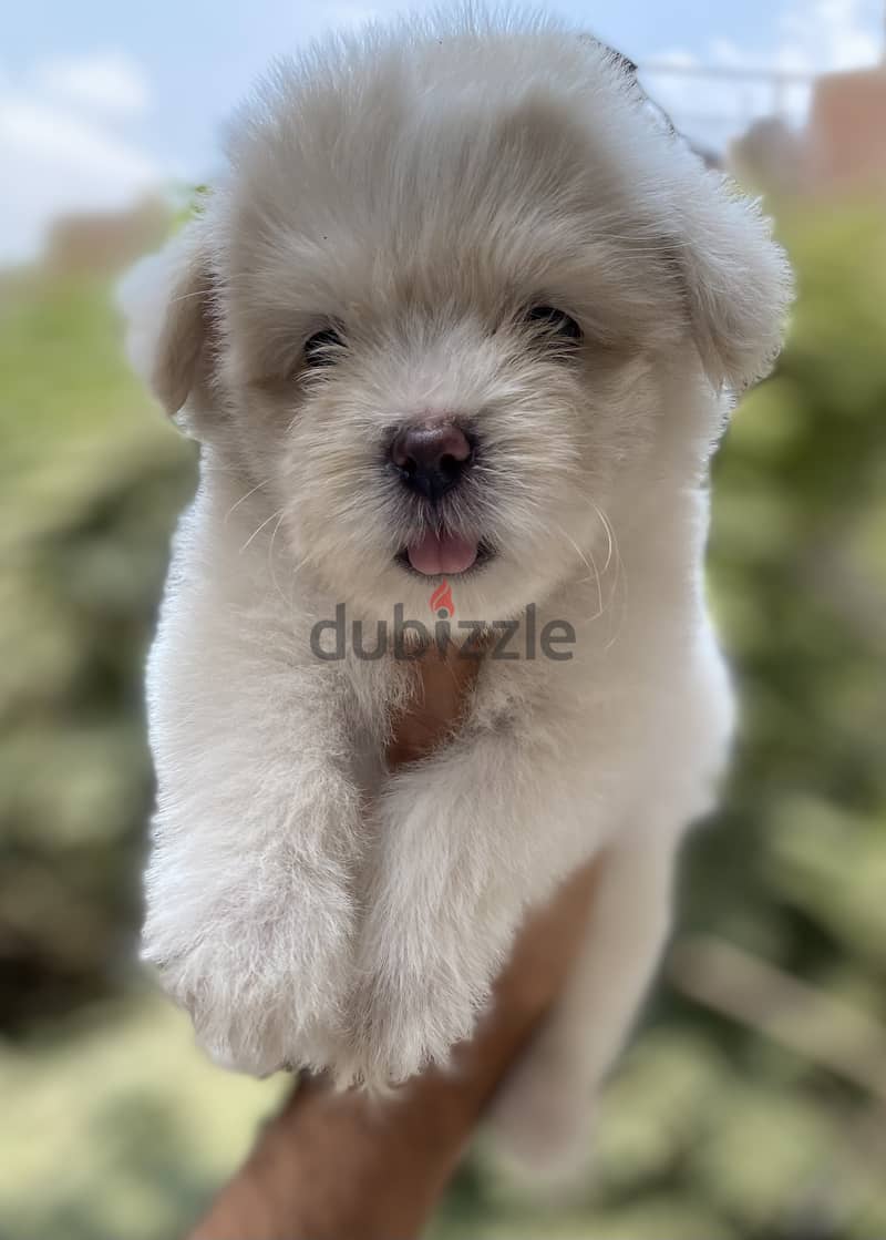 Havanese 3